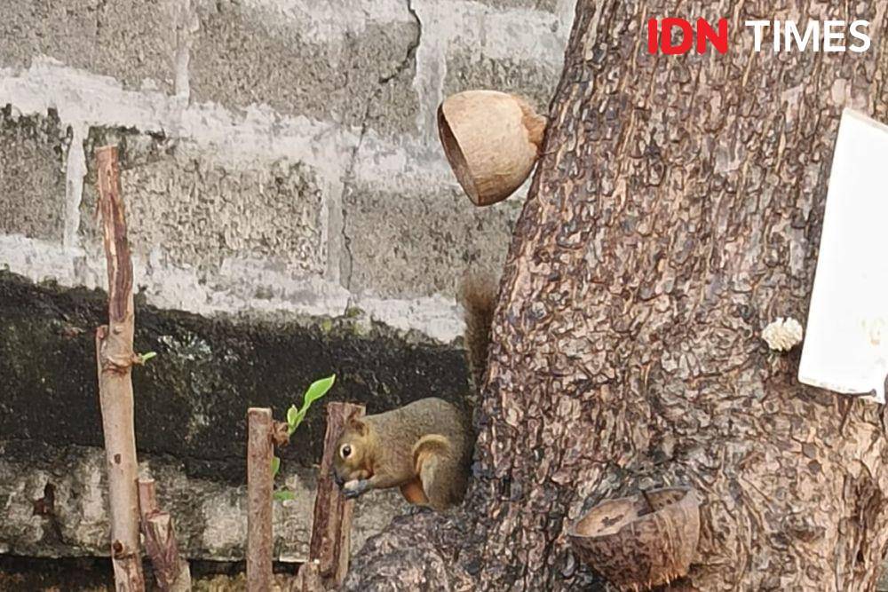 Tupai di Bali (IDN Times/Ayu Afria)