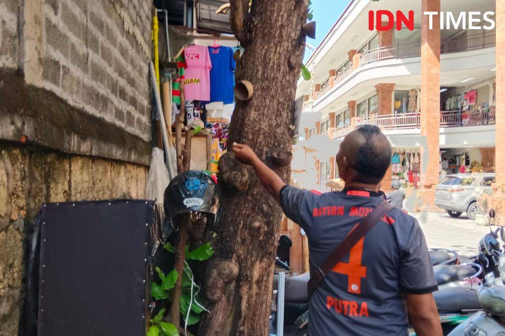 Tupai di Bali (IDN Times/Ayu Afria)