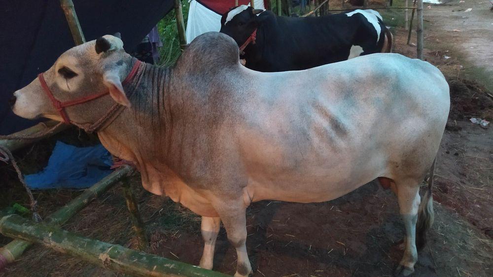 Sapi menangis