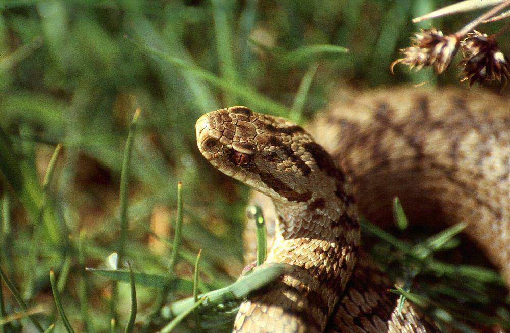Viper eropa (commons.wikimedia.org/Bernard DUPONT)