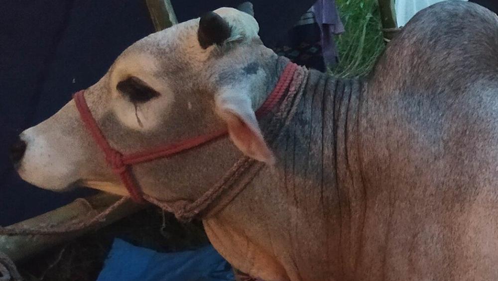 Kenapa Sapi Menangis Saat Mau Kurban? Ternyata Ini Jawabannya