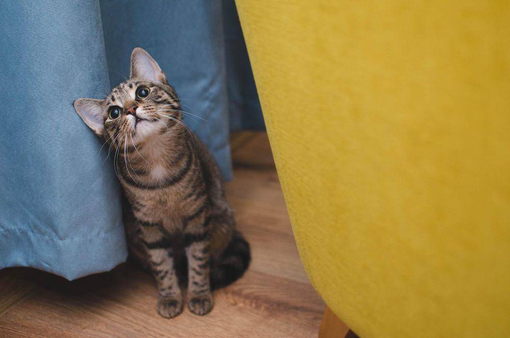 kucing yang sedang menatap dengan lucu (pixabay.com/Daga_Roszkowska)