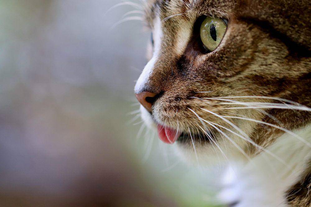 Asal suara dengkuran kucing ternyata dari getaran di laring dan pita suara. (pixabay.com/Nennieinszweidrei)