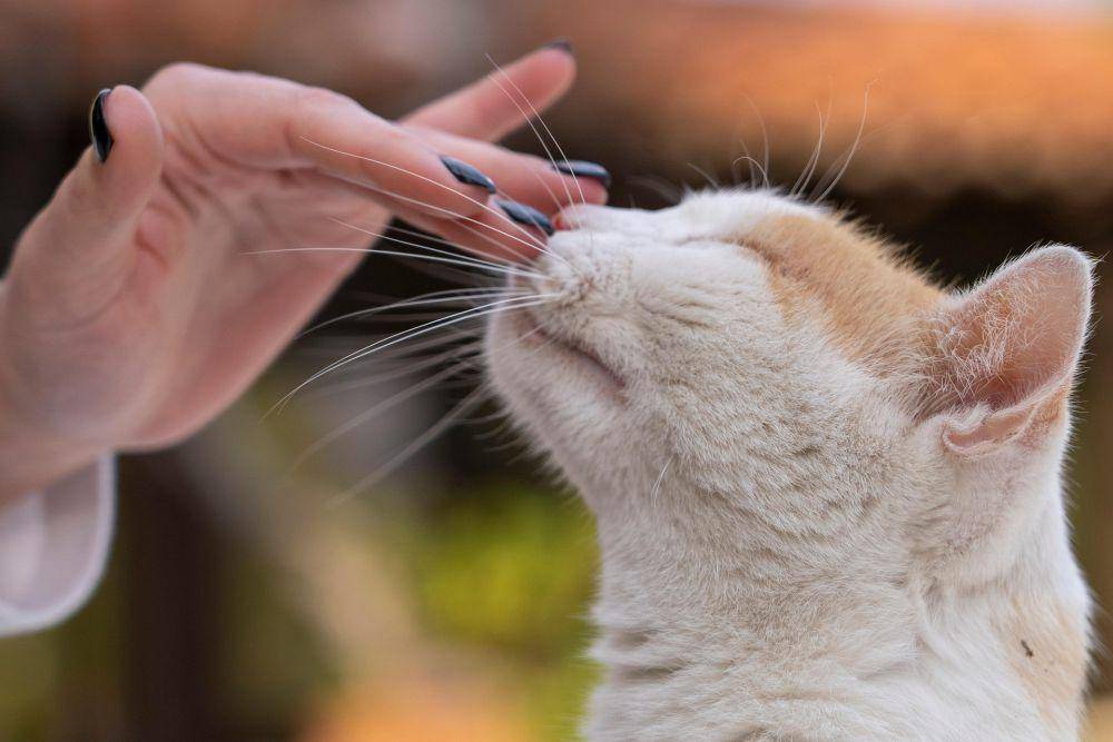 seseorang yang sedang mengelus kucing (pixabay.com/Nick_the_Photographer)