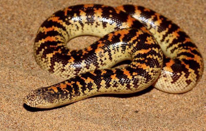 Boa pasir arab (commons.wikimedia.org/Omid Mozaffari)