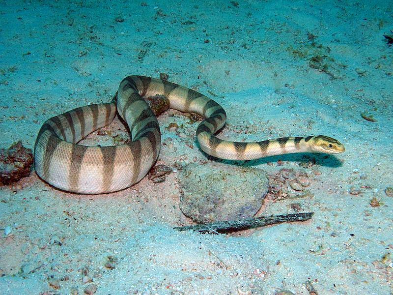 5 Adaptasi Keren yang Dimiliki Ulat Laut, Membantunya Memburu Mangsa