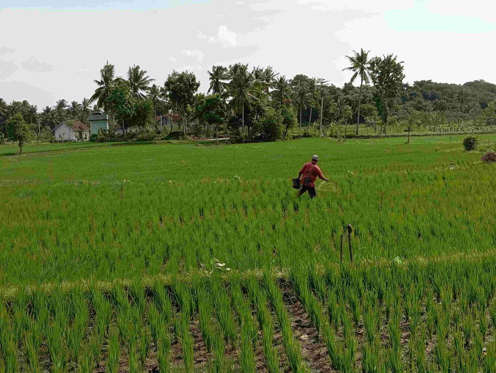 Petani saat melakukan pemupukan tanaman padi (IDN Times/Ruhaili)