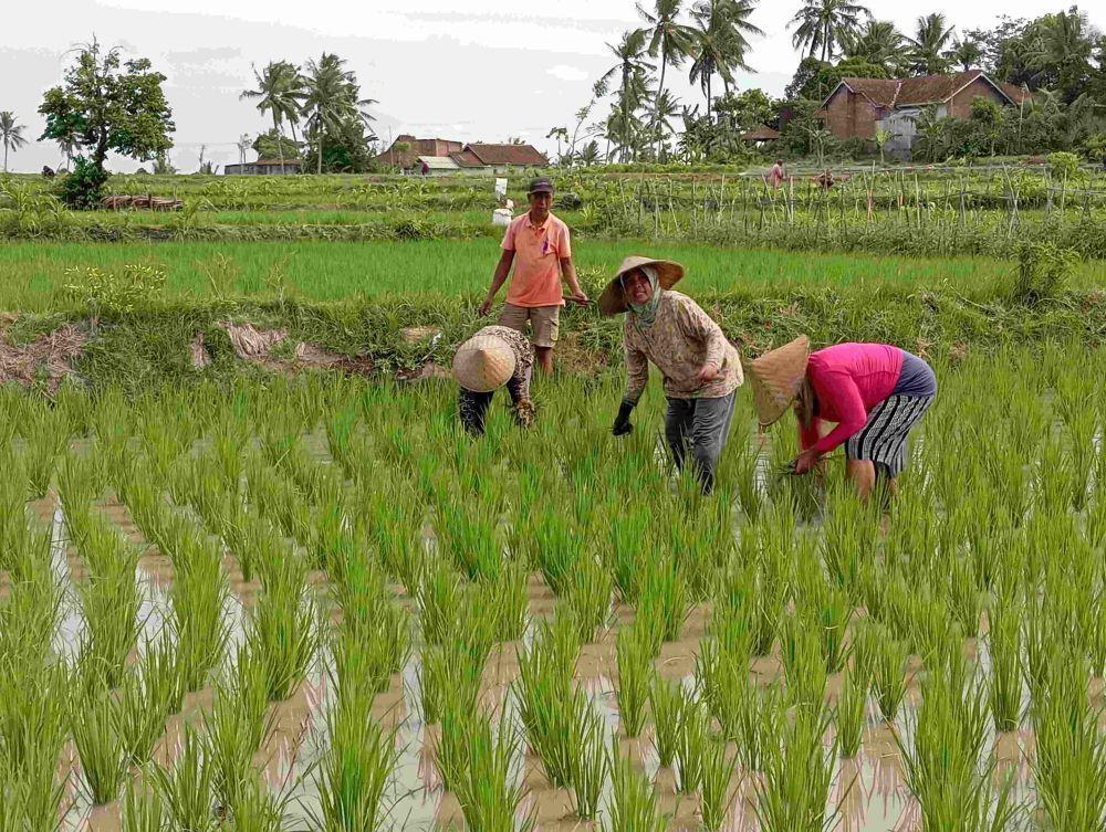 Bupati Lotim akan Terbitkan Perda Perlindungan Lahan Pertanian