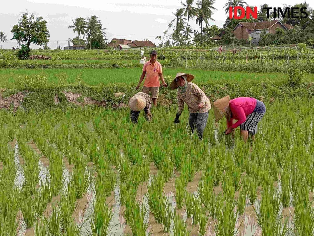 Produksi Beras Sepanjang 2025 Capai 34,69 Juta Ton, Ini Faktornya 