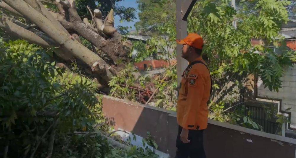 Pohon tumbang di Bandar Lampung. (IDN Times/BPBD Bandar Lampung)