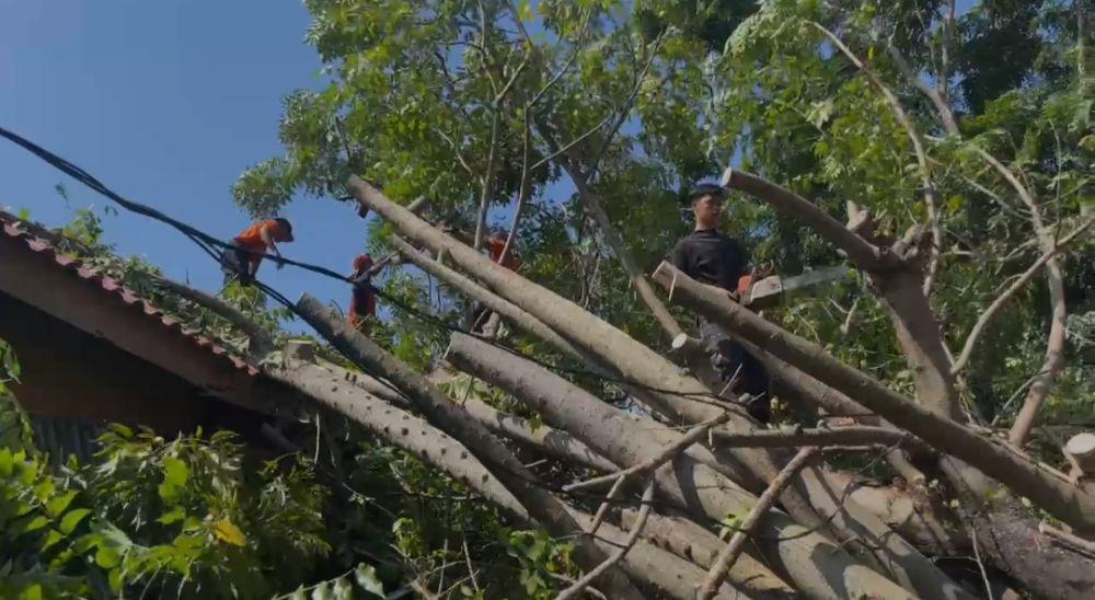 Pohon Tumbang Timpa Penginapan di Bandar Lampung