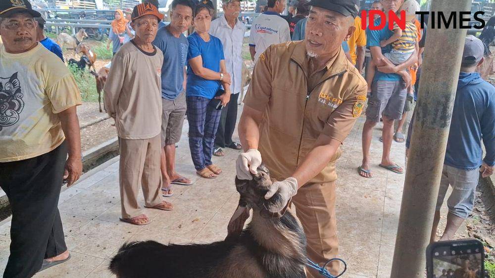 Aktivitas jual beli hewan kurban di pasar hewan Bajulan Kecamatan Saradan, Madiun. IDN Times/ Riyanto.