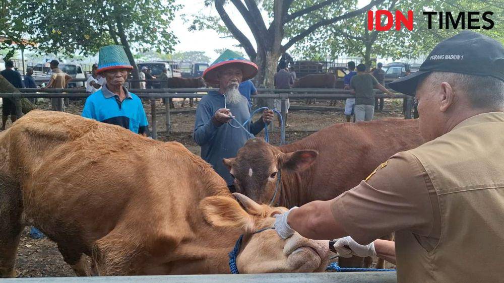 Aktivitas jual beli hewan kurban di pasar hewan Bajulan Kecamatan Saradan, Madiun. IDN Times/ Riyanto.