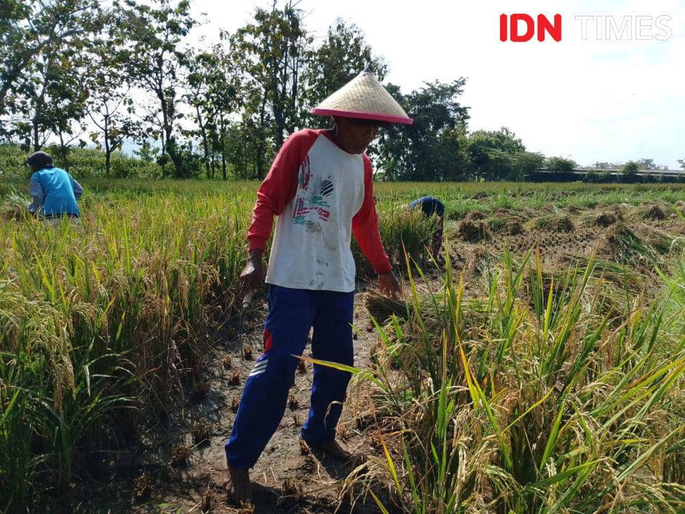 Produksi Beras Sepanjang 2025 Capai 34,69 Juta Ton, Ini Faktornya 