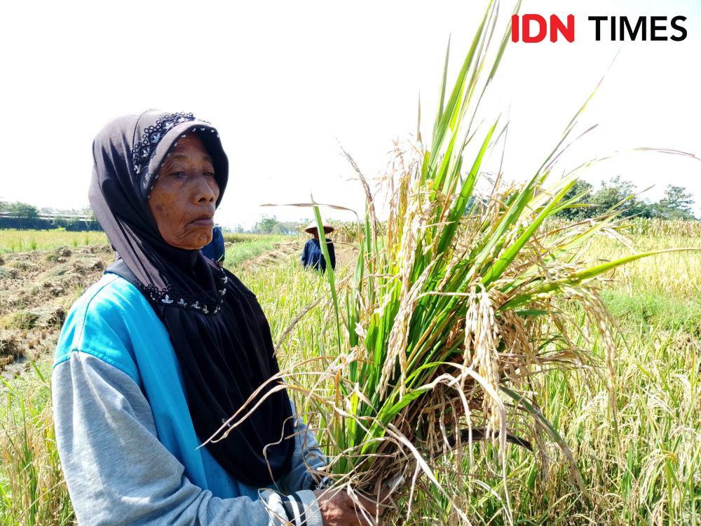 Hama Potong Leher Menyerang, Petani di Magetan Panen Dini