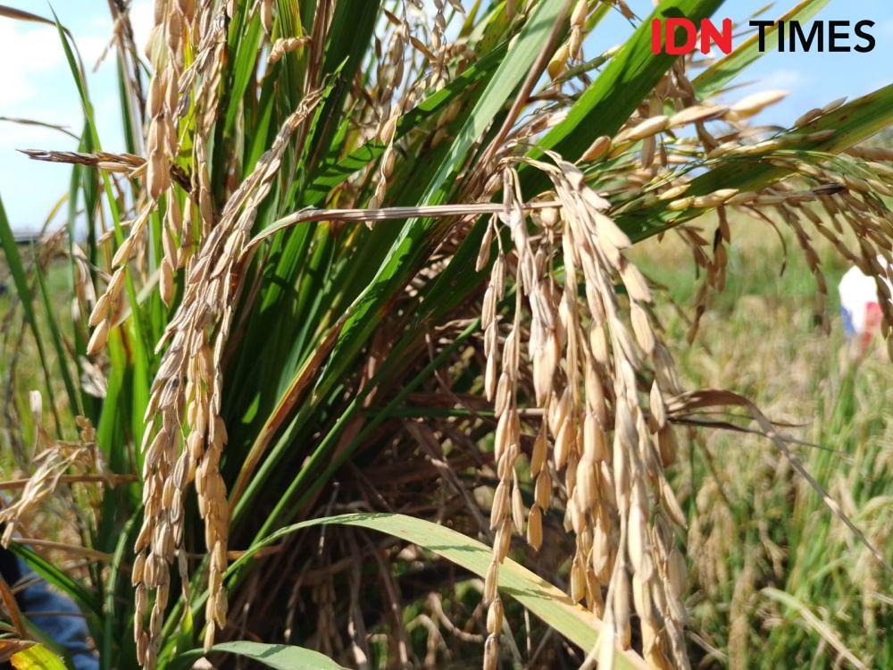 Petani terdampak potong leher di desa Pragak memilih panen padinya lebih cepat untuk hindari kerugian besar. IDN Times/ Riyanto.