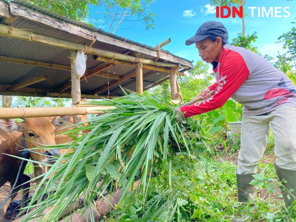 Ibu Sutami, Ni Ketut Genten setiap hari mencari rumput di hutan untuk pakan ternak sapi. (IDN Times/Yuko Utami)