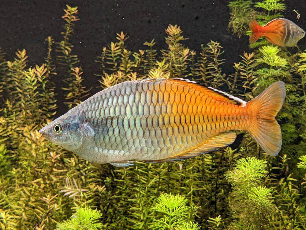 Ikan pelangi (commons.wikimedia.org/FakirNL)