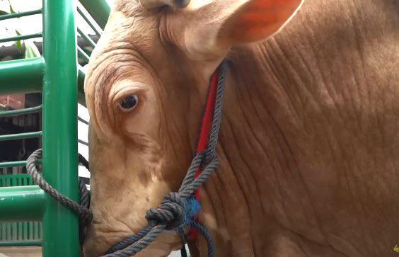 Sapi Irfan Hakim
