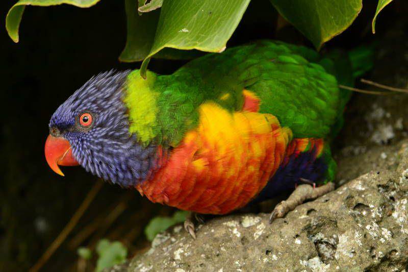 Lorikeet pelangi, salah satu hewan bernama pelangi (commons.wikimedia.org/Diego Tirira)