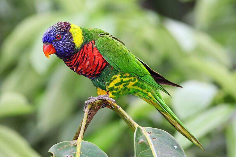 Lorikeet pelangi (commons.wikimedia.org/Benjamint444)