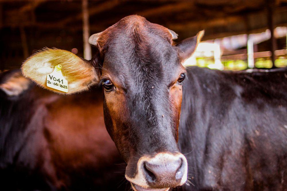 5 Cara Mengolah Jeroan Daging Kurban biar Gak Bau