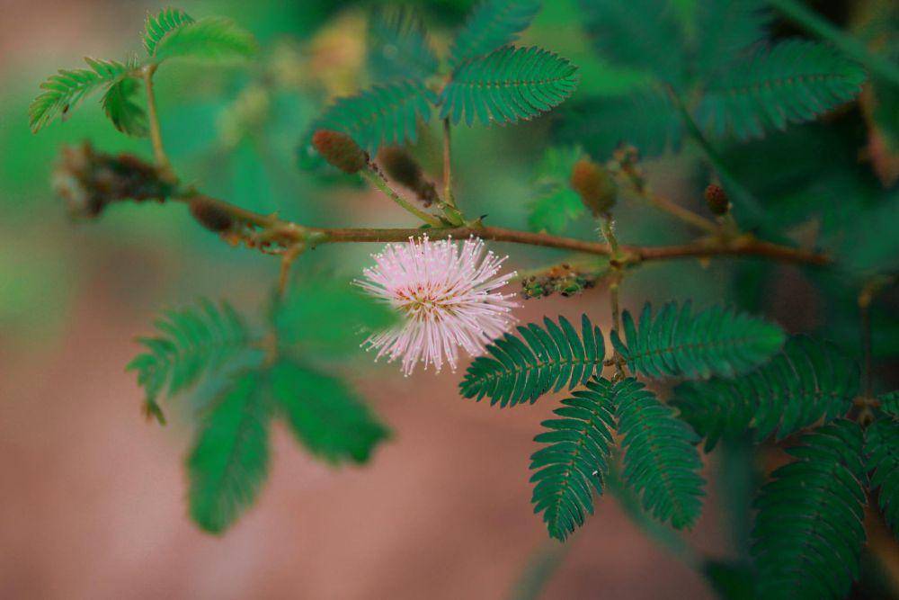 ilustrasi mimosa pudica (pexels.com/Pok Rie)