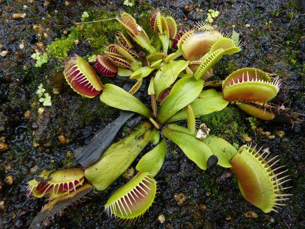 ilustrasi venus flytrap (pixabay.com/LynnB)