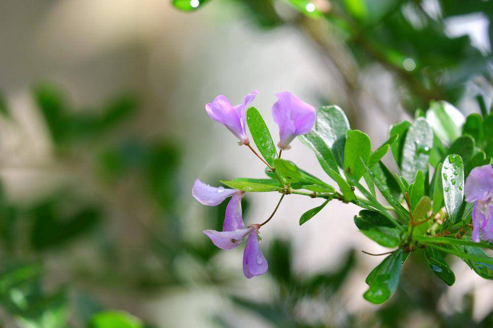 ilustrasi desmodium gyrans (pixabay.com/BMTuong)