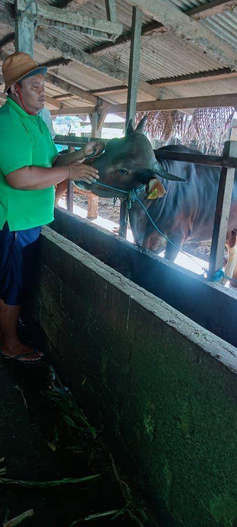 Sapi dari Tabanan yang terpilih menjadi hewan kurban Banpres (Dok.IDNTimes/istimewa)