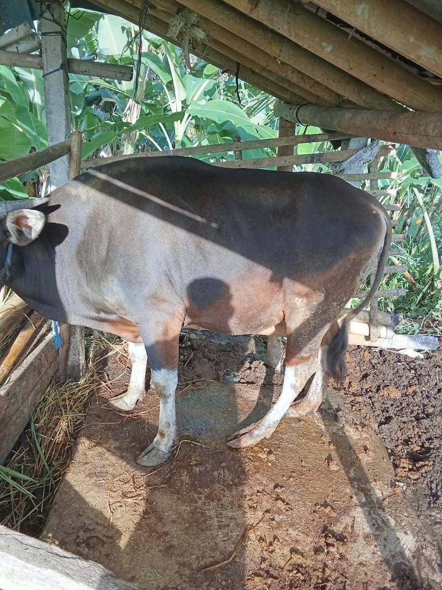 Sapi dari Tabanan yang terpilih menjadi hewan kurban Banpres (Dok.IDNTimes/istimewa)