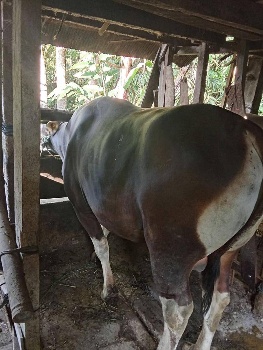 Sapi dari Tabanan yang terpilih menjadi hewan kurban Banpres (Dok.IDNTimes/istimewa)