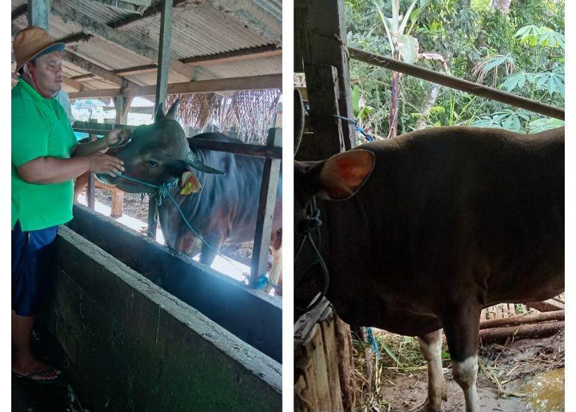 2 Sapi Bantuan Presiden di Tabanan Dimandikan Sehari Sekali