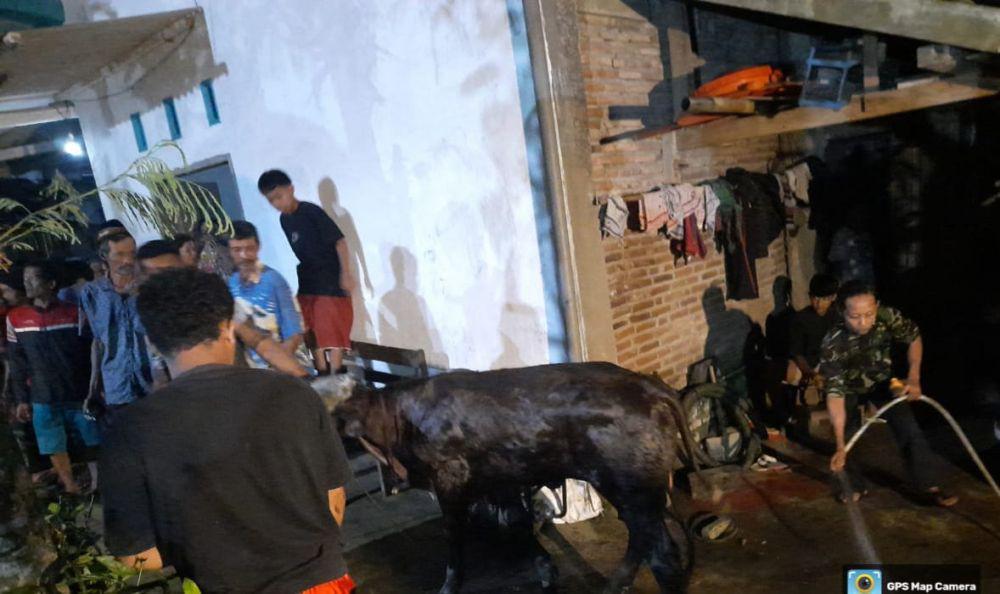 Apes, Sapi Kurban di Malang Terperosok ke Septic Tank