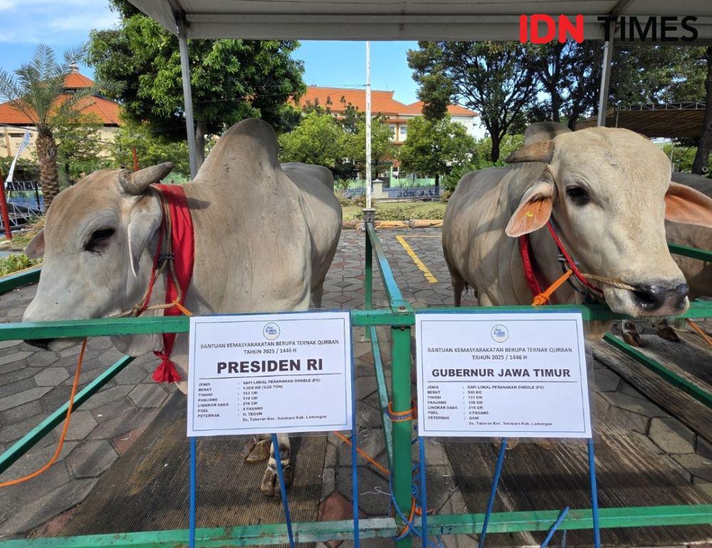 Sapi Kurban Prabowo, Khofifah dan Emil Asal Lamongan