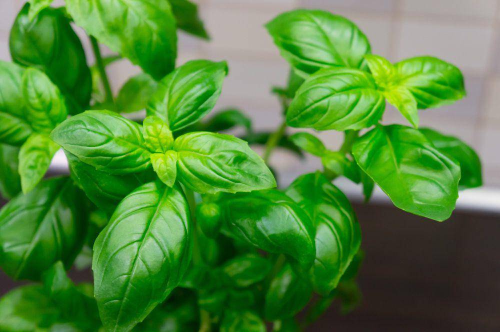 ilustrasi basil (freepik.com/wirestock)