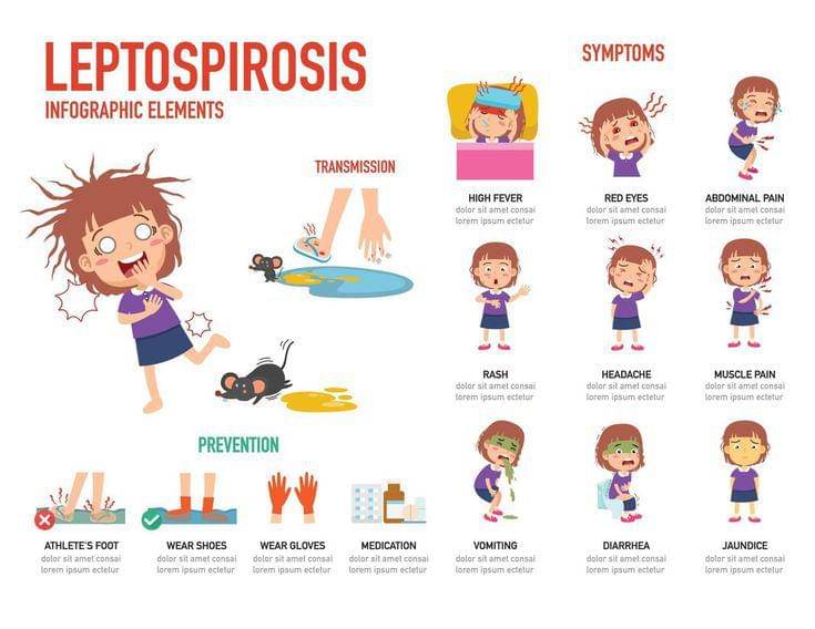 Leptospirosis