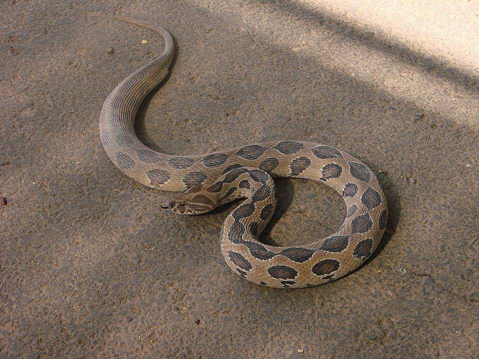 Ular viper russell terkadang terjebak di tengah jalan yang dibangun manusia. (commons.wikimedia.org/AChawla)