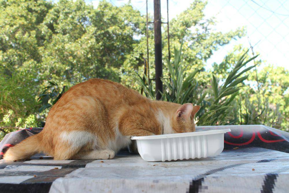 ilustrasi kucing liar makan (unsplash.com/jgello)