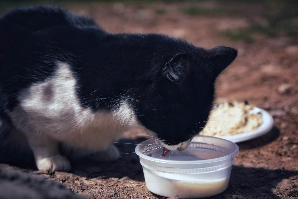 Dilarang Berikan Susu Sapi ke Kucing, Berkaitan dengan Intoleransi Laktosa