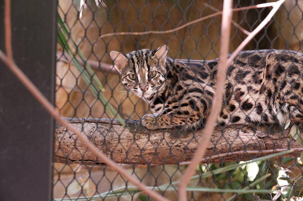 Kucing di pohon (commons.wikimedia.org/幻のレッサーパンダ)