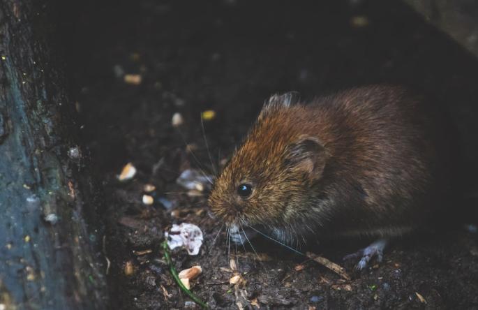 ilustrasi tikus yang bersembunyi di dalam rumah (pexels.com/DSD)
