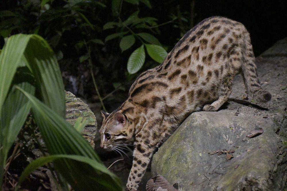 Kucing (commons.wikimedia.org/Joyce Chen)