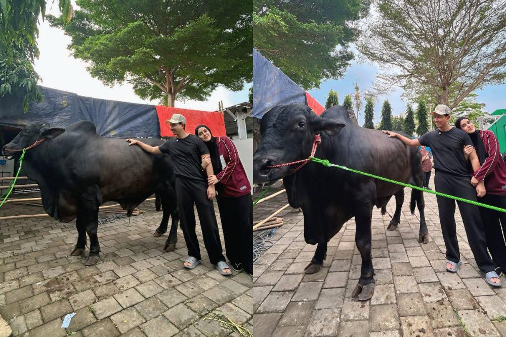 7 Potret Sapi Kurban Jumbo Sonny Septian dari Raffi, Namanya Kahfi!