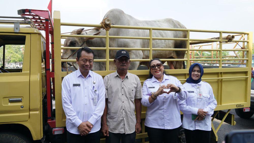 Sapi Kurban Prabowo Diserahkan ke Warga Girisubo Gunungkidul