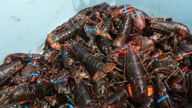 Harga Benih Lobster Dibeli Tak Sesuai Aturan, Nelayan Lebak Ngeluh