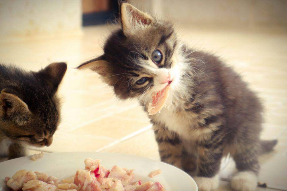 ilustrasi kucing liar makan (unsplash.com/khaled khazna)