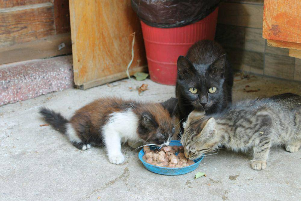 ilustrasi kucing liar makan (unsplash.com/chasovnik)