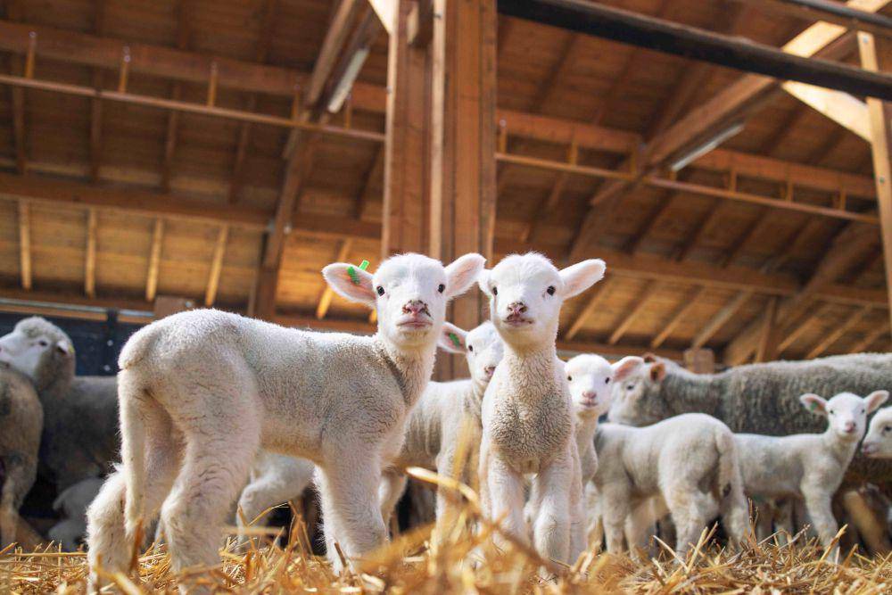 Kambing-kambing yang dipelihara untuk jadi hewan kurban. (freepik.com/aleksandarlittlewolf)