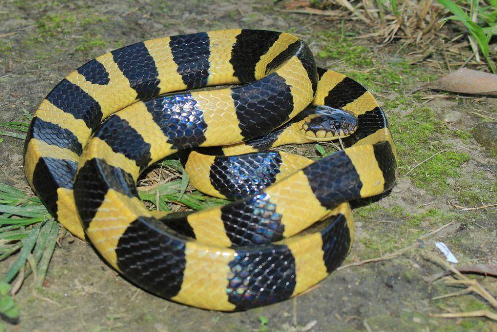 Habitat ular welang